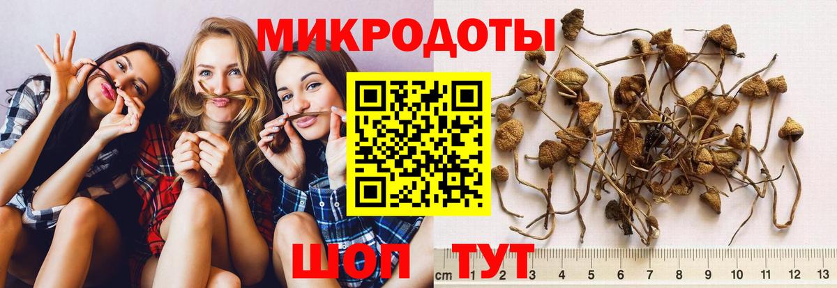 Малоярославец  Галлюциногенные грибы Cubensis  Вход с VPN 